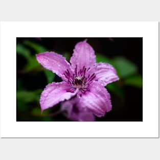 Purple Clematis After The Rain Posters and Art